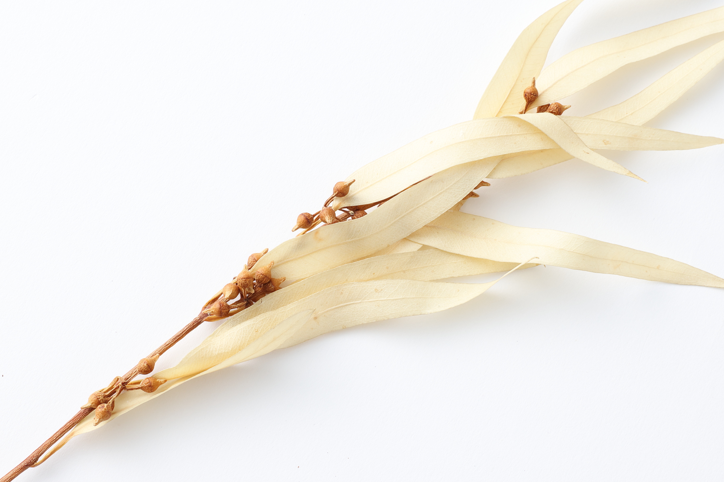 フェイクリーフ