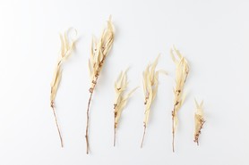 フェイクリーフ