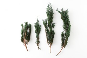 フェイクリーフ